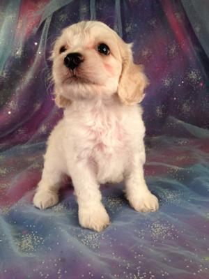 Male Cockapoo Puppy for sale #3 Born June 10th 2013|Airline tickets for only $150 when you buy at Purebredpups!
